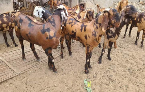 Black 20-30 Kg Live Goat, For Hotel, Household, Mess, Restaurant, Style : Alive