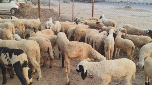 Live Sheeps, Color : Creamy, Light Red