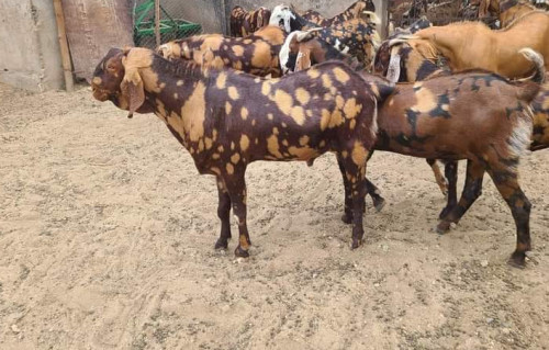 Sirohi Goat, Speciality : Stall Feed, Pure Quality