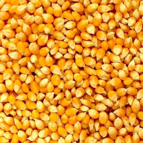 Natural Yellow Maize Seeds, For Animal Feed, Human Consumption, Packaging Type : PP Bags