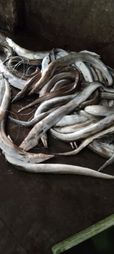 Black Eel Fish Frozen, Certification : ISO 9001:2008