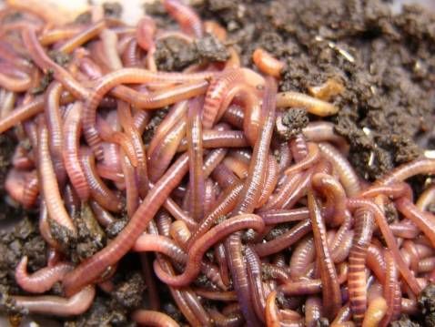 Eisenia Fetida Earthworm, For Agriculture