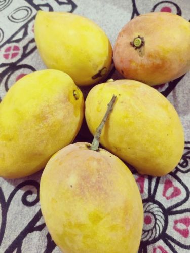 Yellow Round Mango, Packaging Size : 5kg