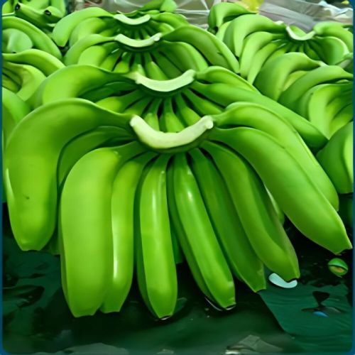 Fresh Green Banana, For Human Consumption, Cooking, Packaging Type : Plastic Crates