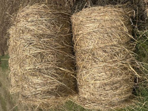 ADT 46 20 Kg Strew Dry Paddy Straws, Size : 20kG Rolls