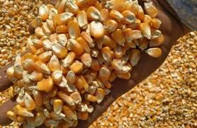 Makka Preserved, Certification : FSSAI, Packaging Type : Pp Bag