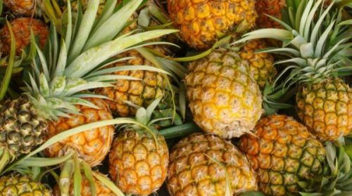 Solid Fresh Pineapple, For Snacks, Juice, Food, Shelf Life : 15 Days