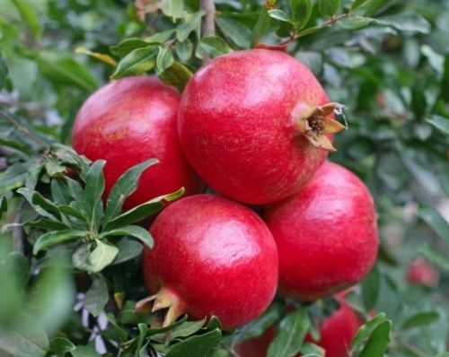 Red Organic Fresh Pomegranate, For Human Consumption, Packaging Type : Paper Box