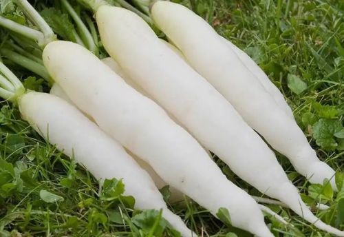 White Fresh Radish, For Cooking, Shelf Life : 15 Days