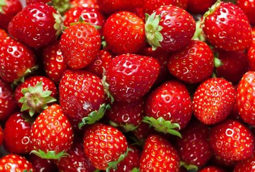 Organic Fresh Strawberry, Freezing Process : Cold Storage