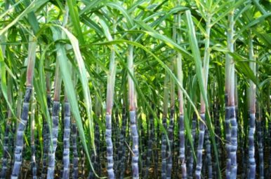 Natural Fresh Sugarcane, For Bagasse, Jaggery, Shelf Life : 10 Days