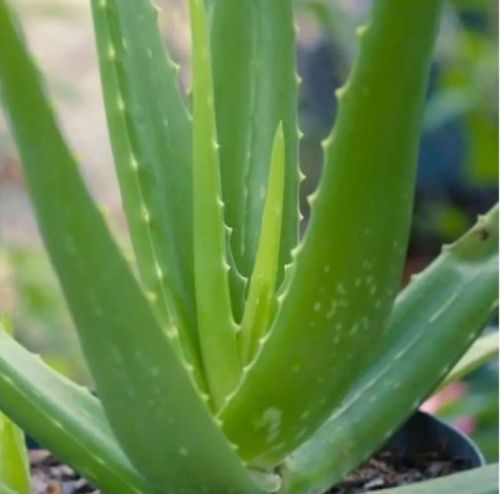 Electric Alovera Baby Plant