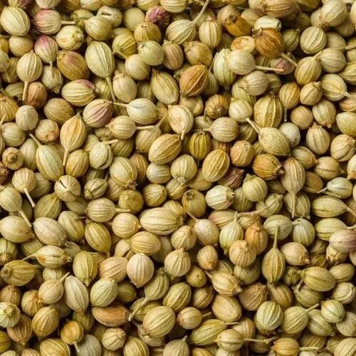 Natural Dried Green Coriander Seed, For Cooking, Shelf Life : 6months