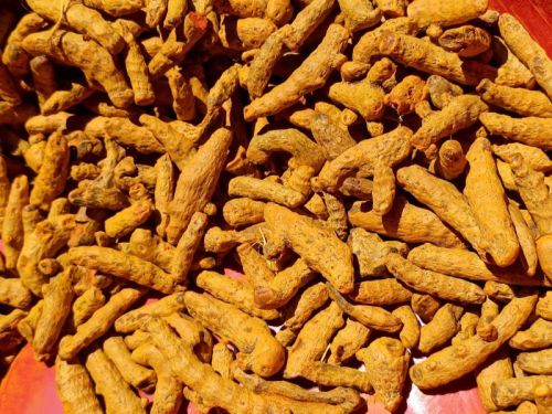 Dried Turmeric Finger, For Cooking, Packaging Size : 25 Kg