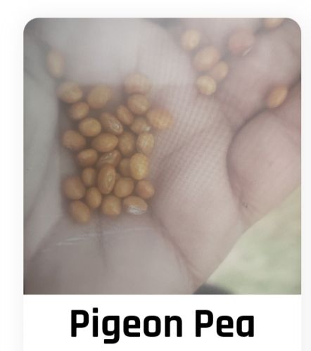 Organic Pigeon Pea, For Human Consumption, Animal Feed, Grade Standard : Food Grade