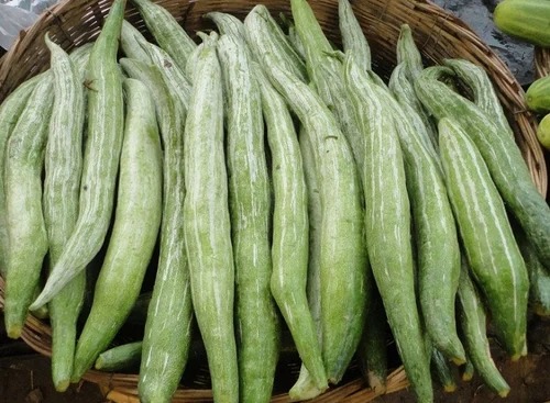 Fresh Snake Gourd, Packaging Type : Paper Carton Box