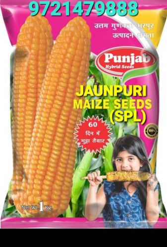 Round All Yellow Maize Seeds