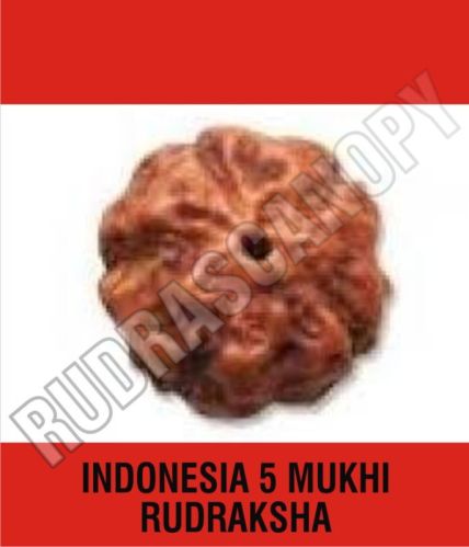 5 Mukhi Rudraksha Of Indonesia, Size : 15.00 Mm Approx