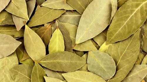 Green Bay Leaf, For Cooking, Packaging Type : Plastic Packet