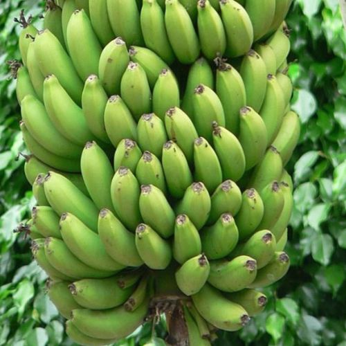 Organic Fresh Green Banana, For Cooking, Shelf Life : 10 Days