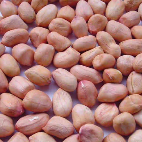 Organic Groundnut Seeds, Style : Dried