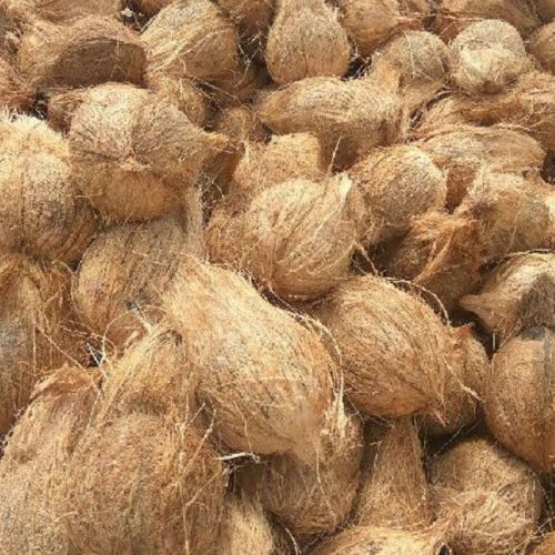 Brown Hard Organic Semi Husked Coconut, For Pooja, Medicines, Shelf Life : 3 Months