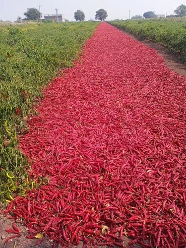 Organic Dry Red Chilli, For Spices, Packaging Type : Plastic Packet