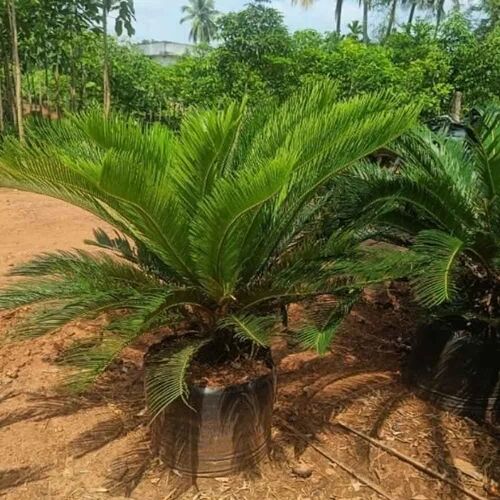 Ficus Benjamina Plant, Color : Green