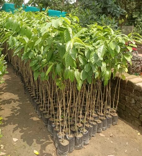 Green Kadamba Flower Plant, For Garden, Packaging Type : Plastic Bag