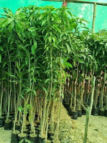 Mango Plant, Variety : Langra