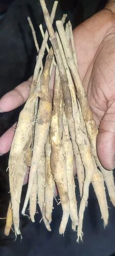 Teak Root Shoot, Packaging Type : PP Bag