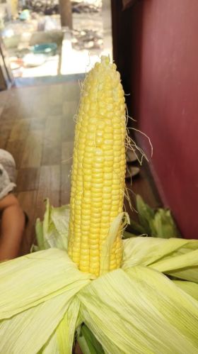 American Sweet Corn, Packaging Size : 30kg for Human Consumption