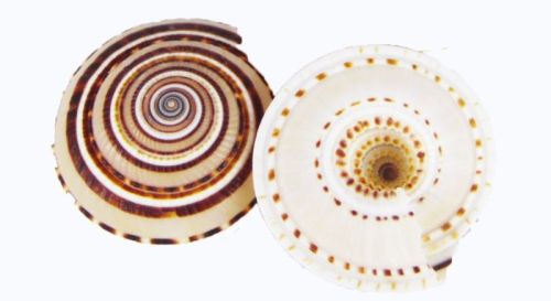 Natural Round Non Polished Architectonica Perspectiva Seashell, Style : Antique