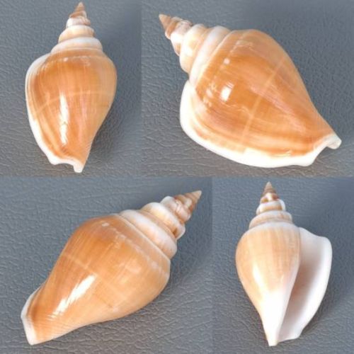 Brown Strombus Canarium Seashells, Style : Antique