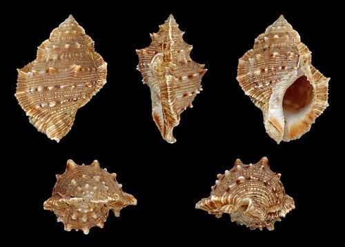 Brown Natural Non Polished Bufonaria Crumena Seashell, For Decoration, Style : Antique
