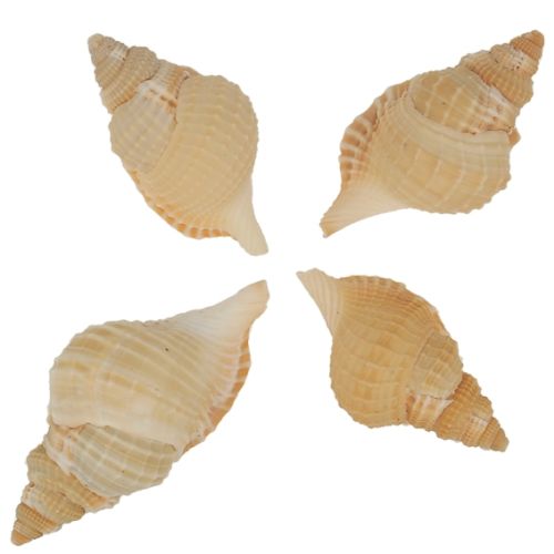 Non Polished Distorsio Reticulata Seashell, Style : Antique