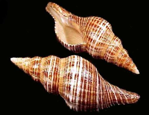 Polished Fasciolaria Seashell, Style : Antique