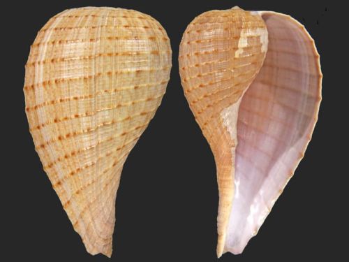 Ficus Gracilis Seashell, Style : Antique