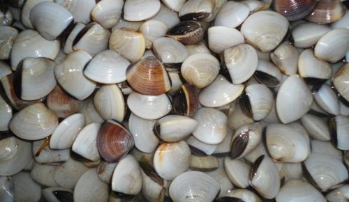 Non Polished Meretrix Lusoria Seashell, For Decoration, Feature : High Quality, Light Weight, Shiny Look