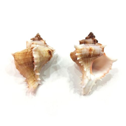 Non Polished Murex Virgineus Seashell, For Decoration, Style : Antique