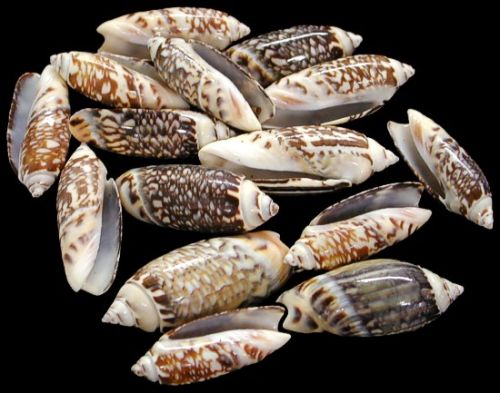 Non Polished Natural Black Kovanchi Seashell, Style : Antique