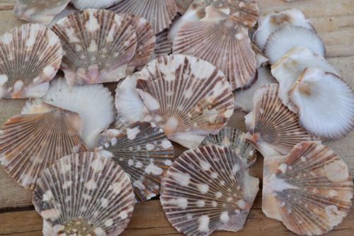 Brown Non Polished Natural Pecten Pyxidata Seashell, For Decoration, Style : Antique