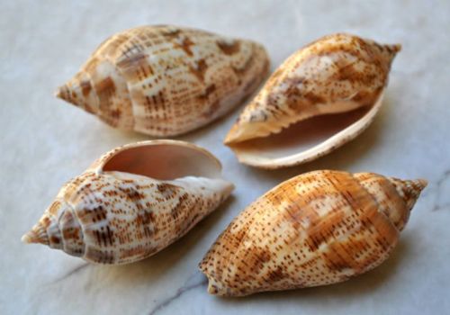 Brownish Non Polished Natural Spiral Seashells, For Decoration, Style : Antique
