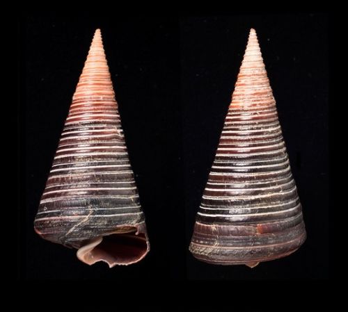 Natural Telescopium Telescopium Sea Shell, Packaging Type : Plastic Packet