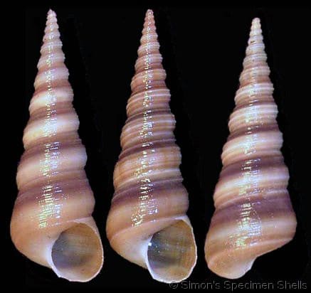 Natural Turritella Duplicata Seashell, Style : Antique