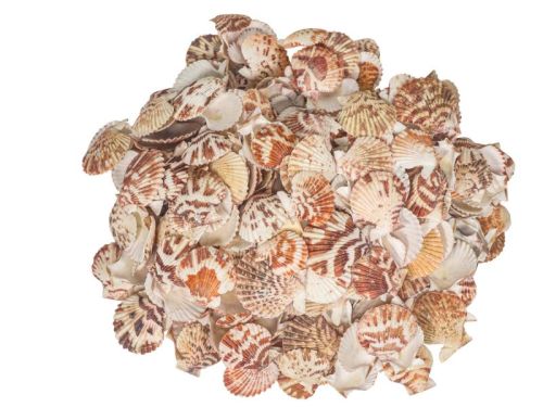 Brown Non Polished Pecten Macarensis Seashells, For Decoration, Style : Antique
