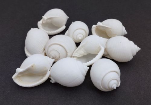 White Non Polished Phalium Canaliculatum Seashell, For Decoration, Style : Antique