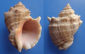 Non Polished Thais Lacera Seashell, Style : Antique