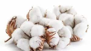 White Indian Raw Cotton, For Textile Industry, Feature : Premium Quality