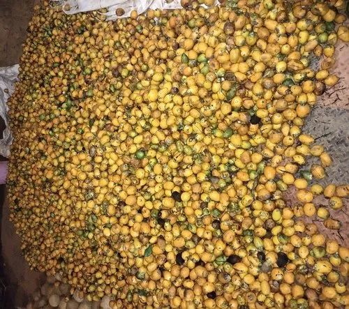 Natural Raw Areca Nuts, Packaging Type : Bag